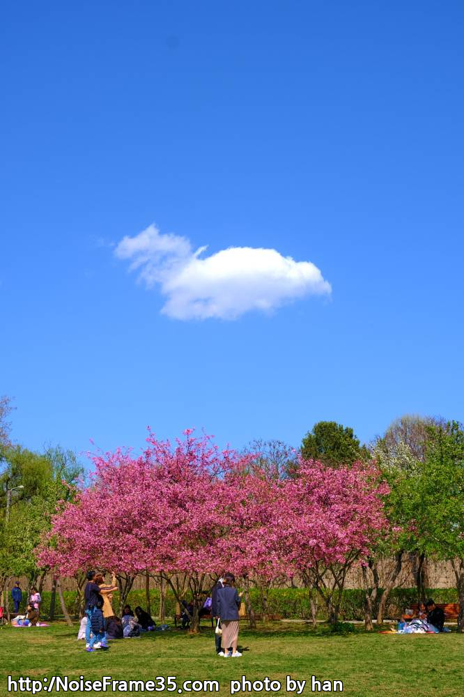 구름나무.jpg