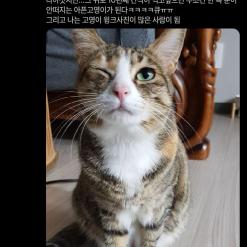 10년째 한쪽 눈을 못 뜨는 고양이.jpg